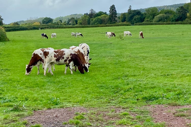 Cows graze on land targeted for hundreds of homes