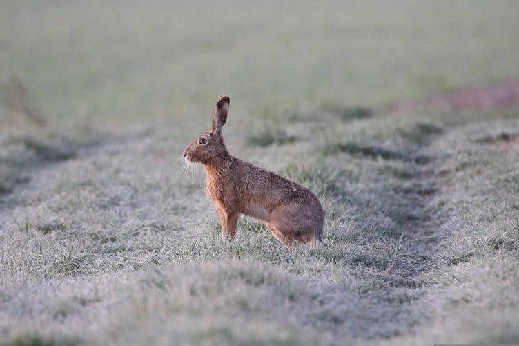 Hare in a field