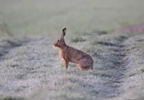 Hare coursing duo appear in court