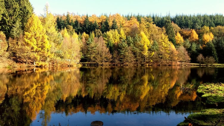 Trees on a lake
