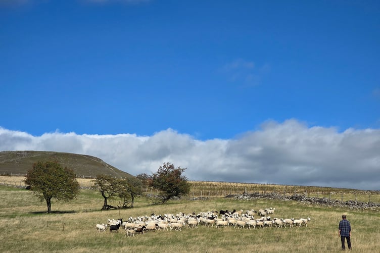 The Sugar Loaf
