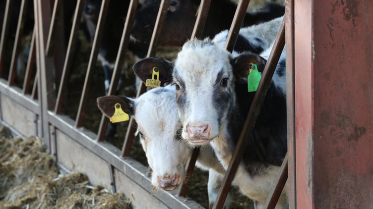 Cows kept inside